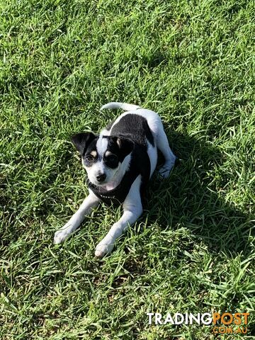 Jackhuahua Puppy (Jack Russell x Chihuahua)