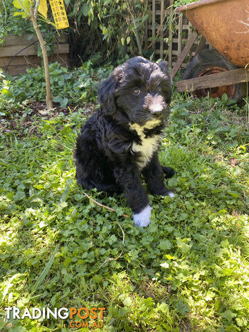 Bordoodle puppy for sale