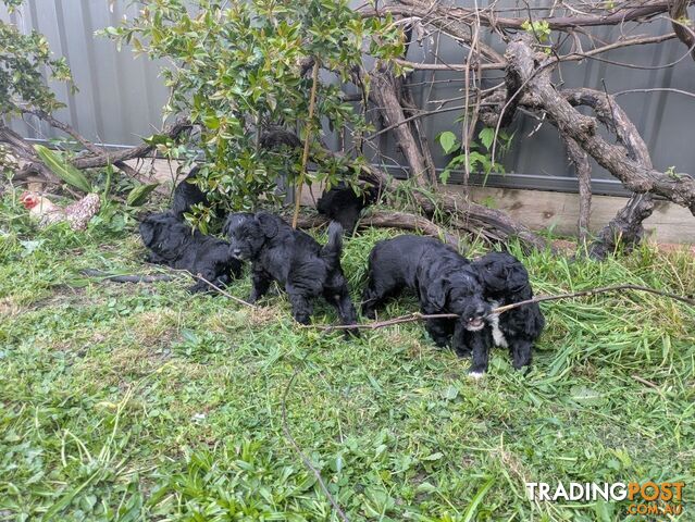 Bordoodle puppies for sale