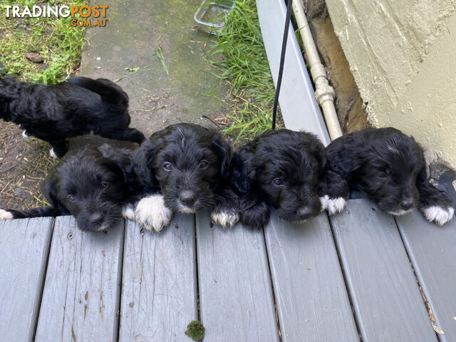 Bordoodle puppies for sale