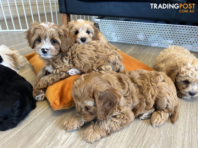 Gorgeous Cavoodle pups