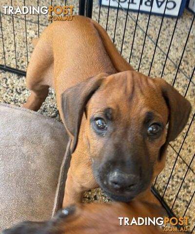 Post Rhodesian Ridgeback Rhodesian ridgeback puppies