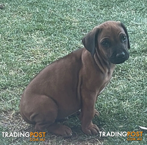 Post Rhodesian Ridgeback Rhodesian ridgeback puppies
