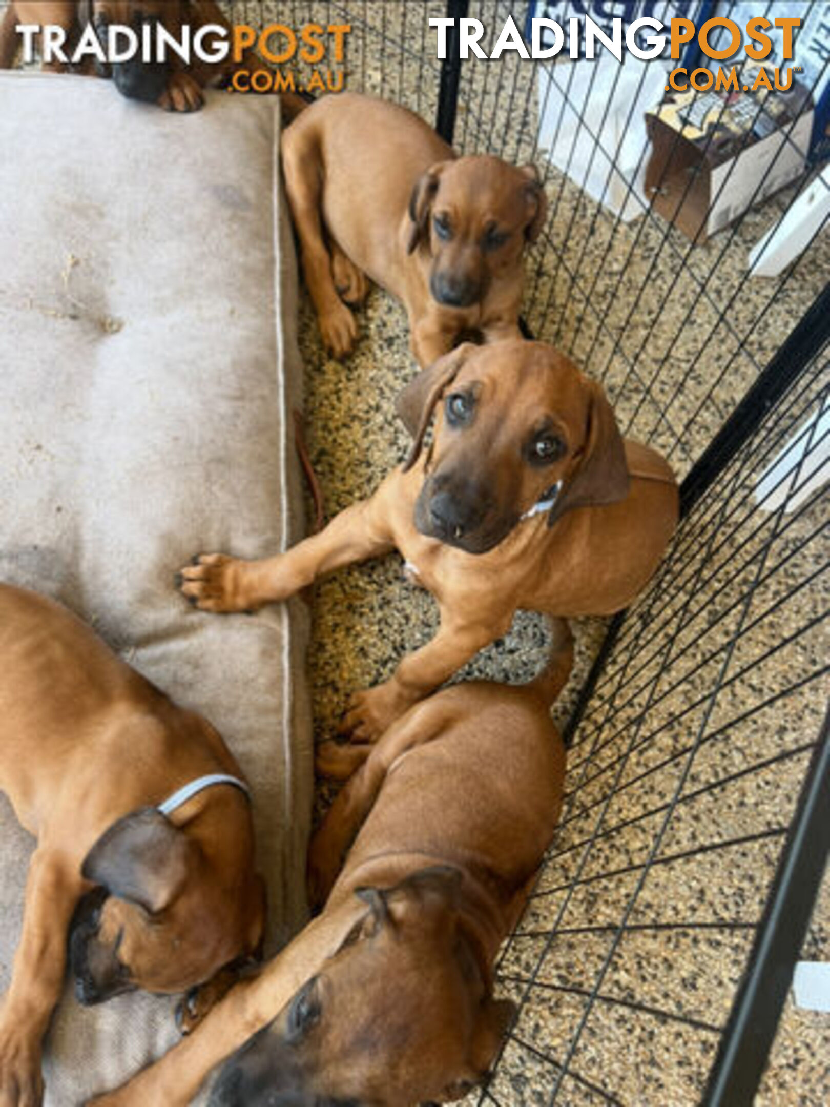 Rhodesian Ridgebacks Perth Rhodesian ridgeback puppies