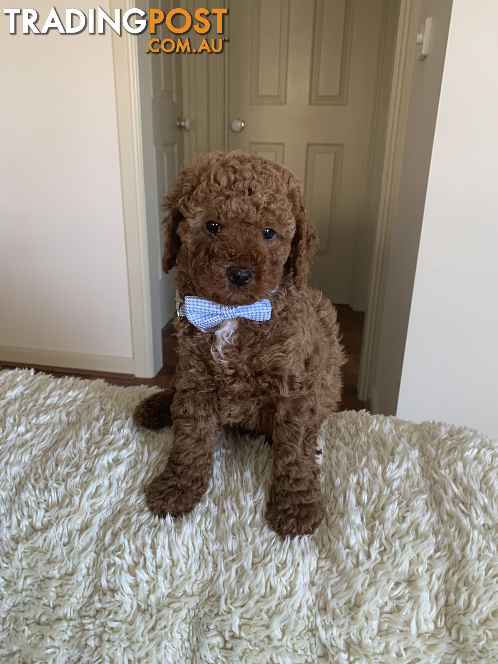 Gorgeous  Toy Cavoodles