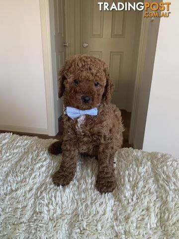 Gorgeous  Toy Cavoodles