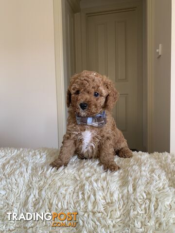 Gorgeous  Toy Cavoodles