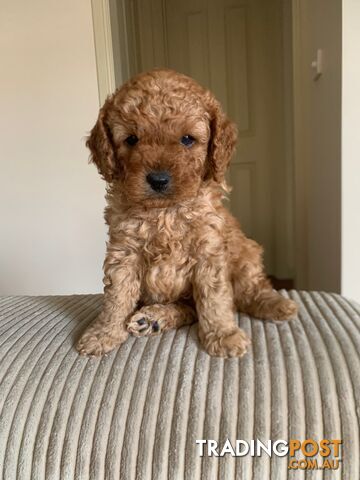 Gorgeous F2  Toy Cavoodles