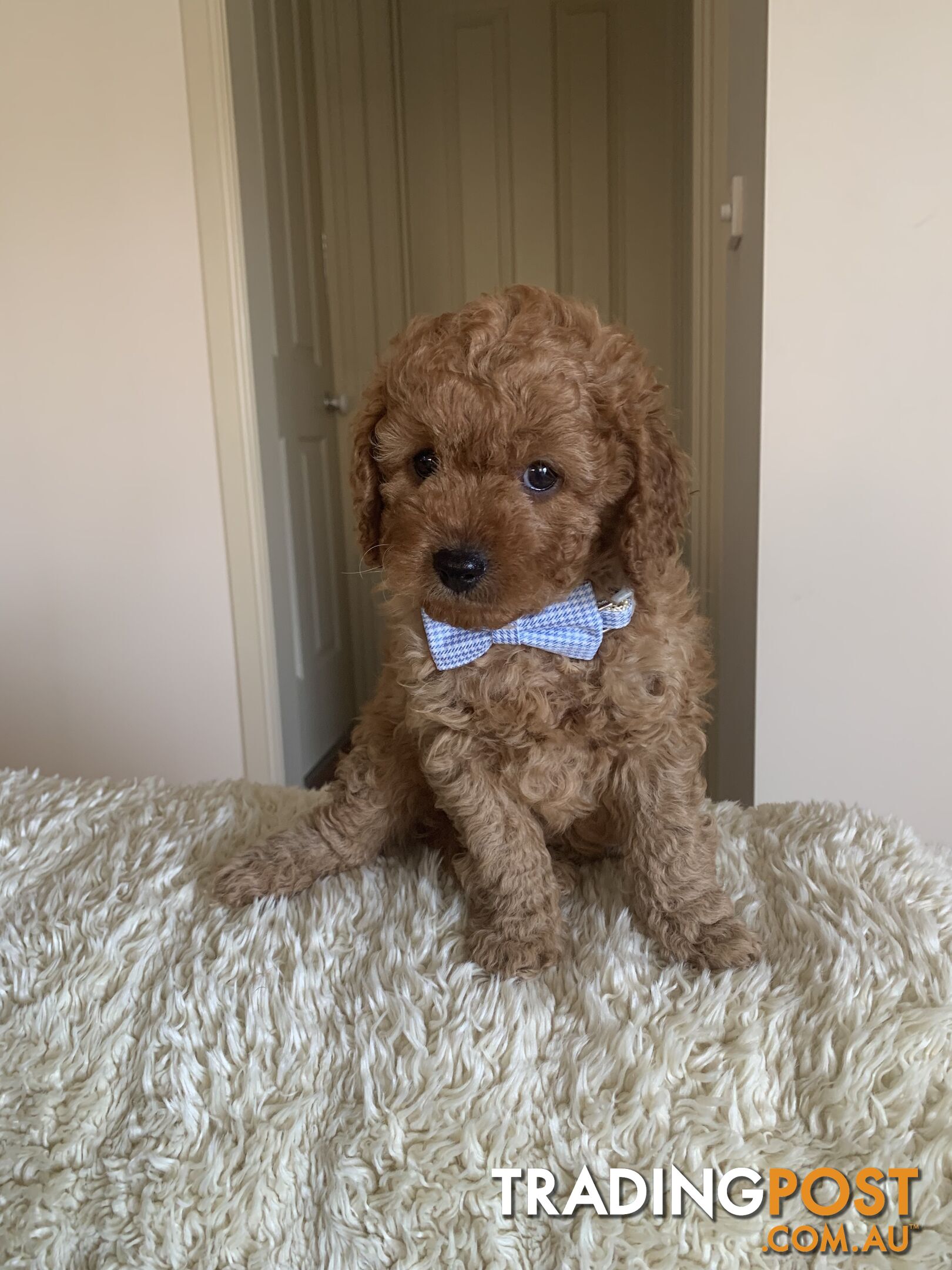 Gorgeous  Toy Cavoodles