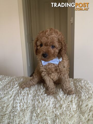 Gorgeous  Toy Cavoodles