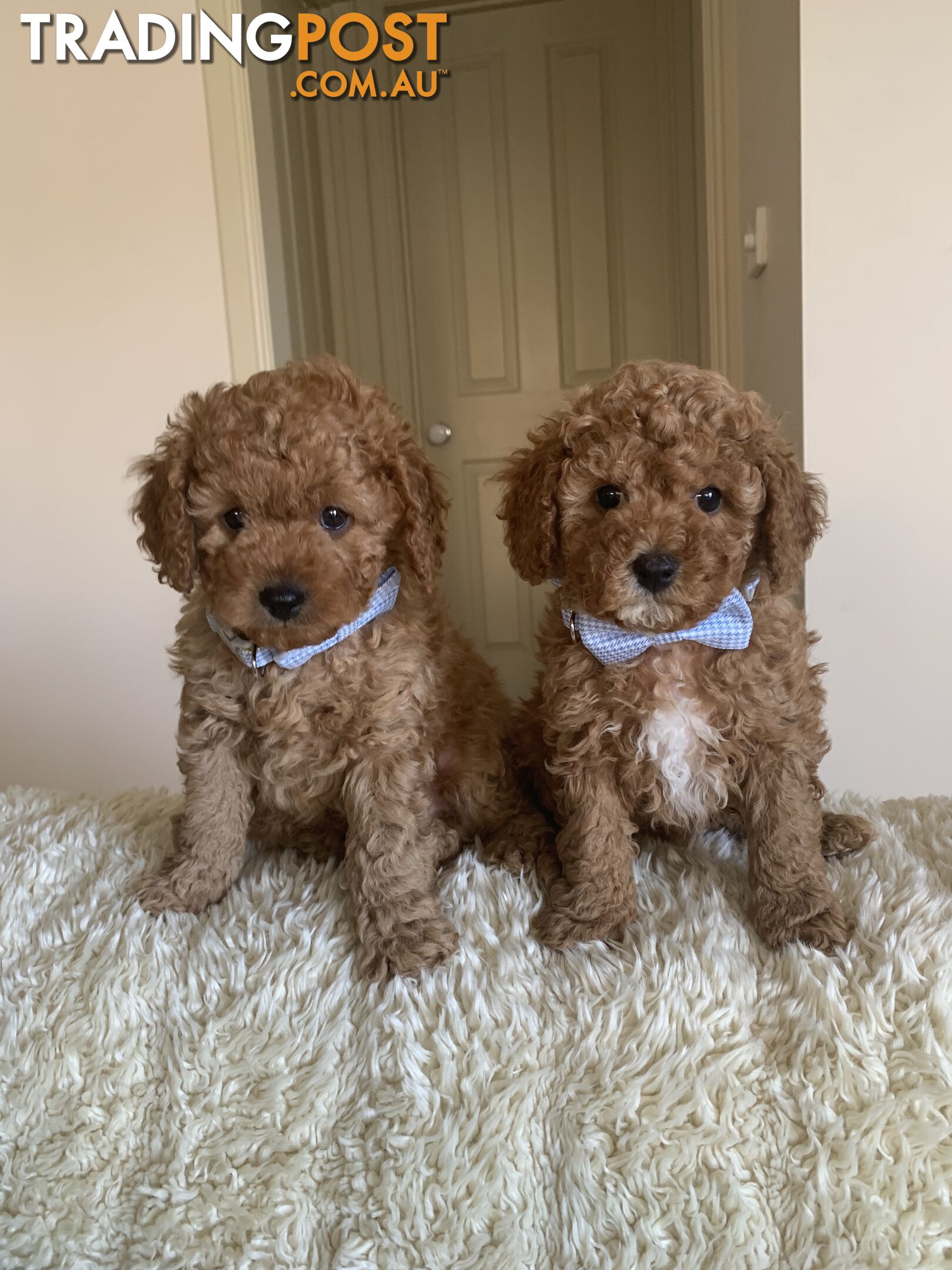 Gorgeous  Toy Cavoodles