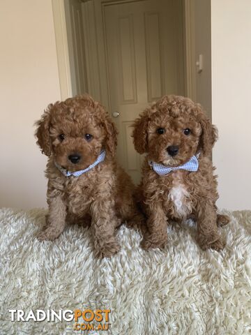 Gorgeous  Toy Cavoodles