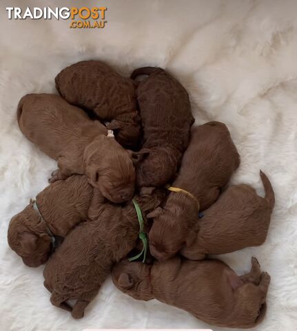 Toy/Mini Poodle Stud (Not For Sale) - photo 5 of 12