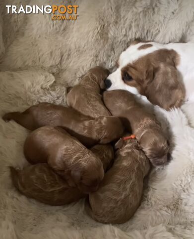Toy/Mini Poodle Stud (Not For Sale) - photo 4 of 12