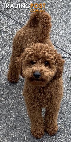 Toy/Mini Poodle Stud (Not For Sale) - photo 2 of 12