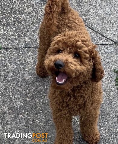 Toy/Mini Poodle Stud (Not For Sale)