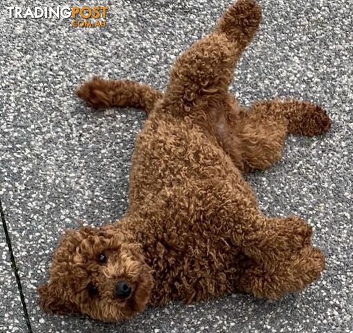 Toy/Mini Poodle Stud (Not For Sale) - photo 3 of 12