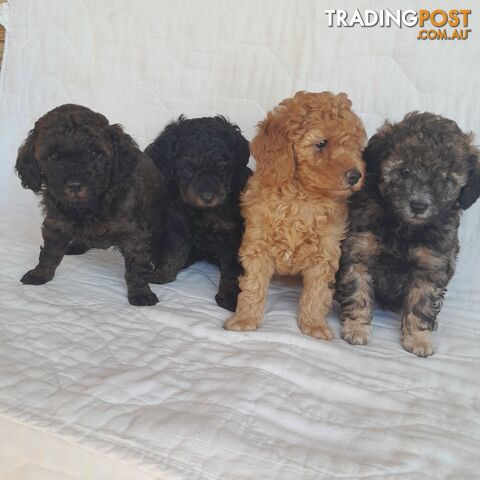 PHANTOM &amp; SABLE PURE BRED MINIATURE POODLE PUPPIES