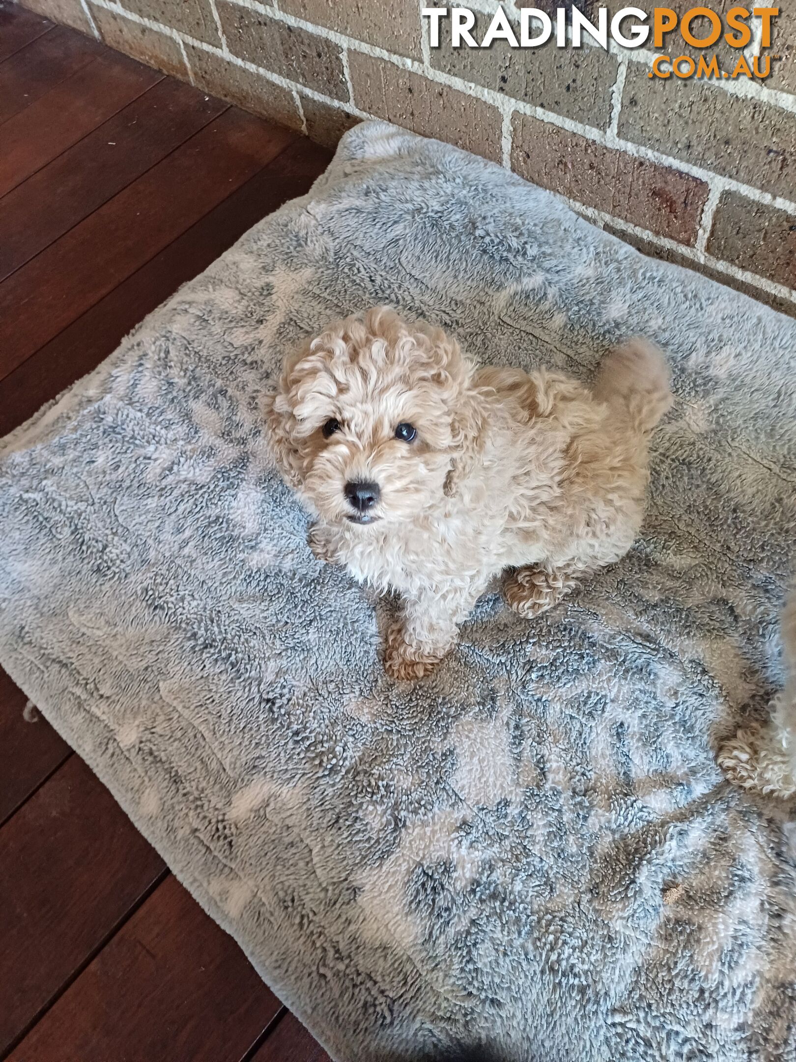 Toy poodle puppies ready for forever homes