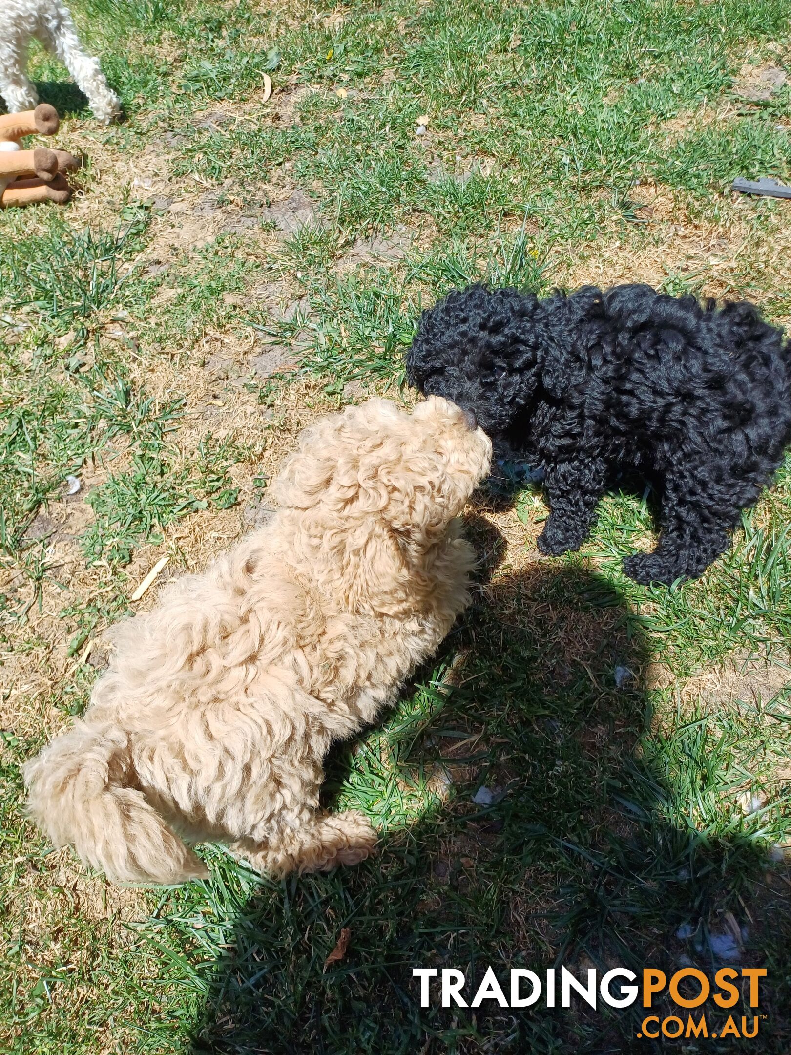 Toy poodle puppies ready for forever homes