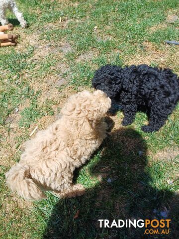 Toy poodle puppies ready for forever homes