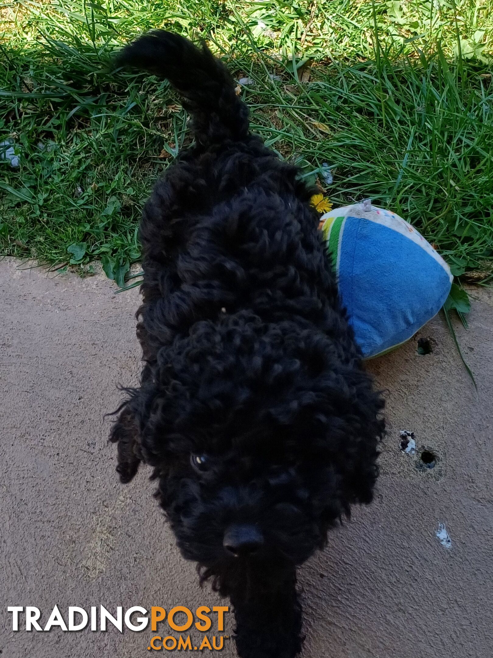 Toy poodle puppies ready for forever homes