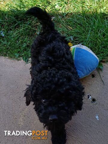 Toy poodle puppies ready for forever homes