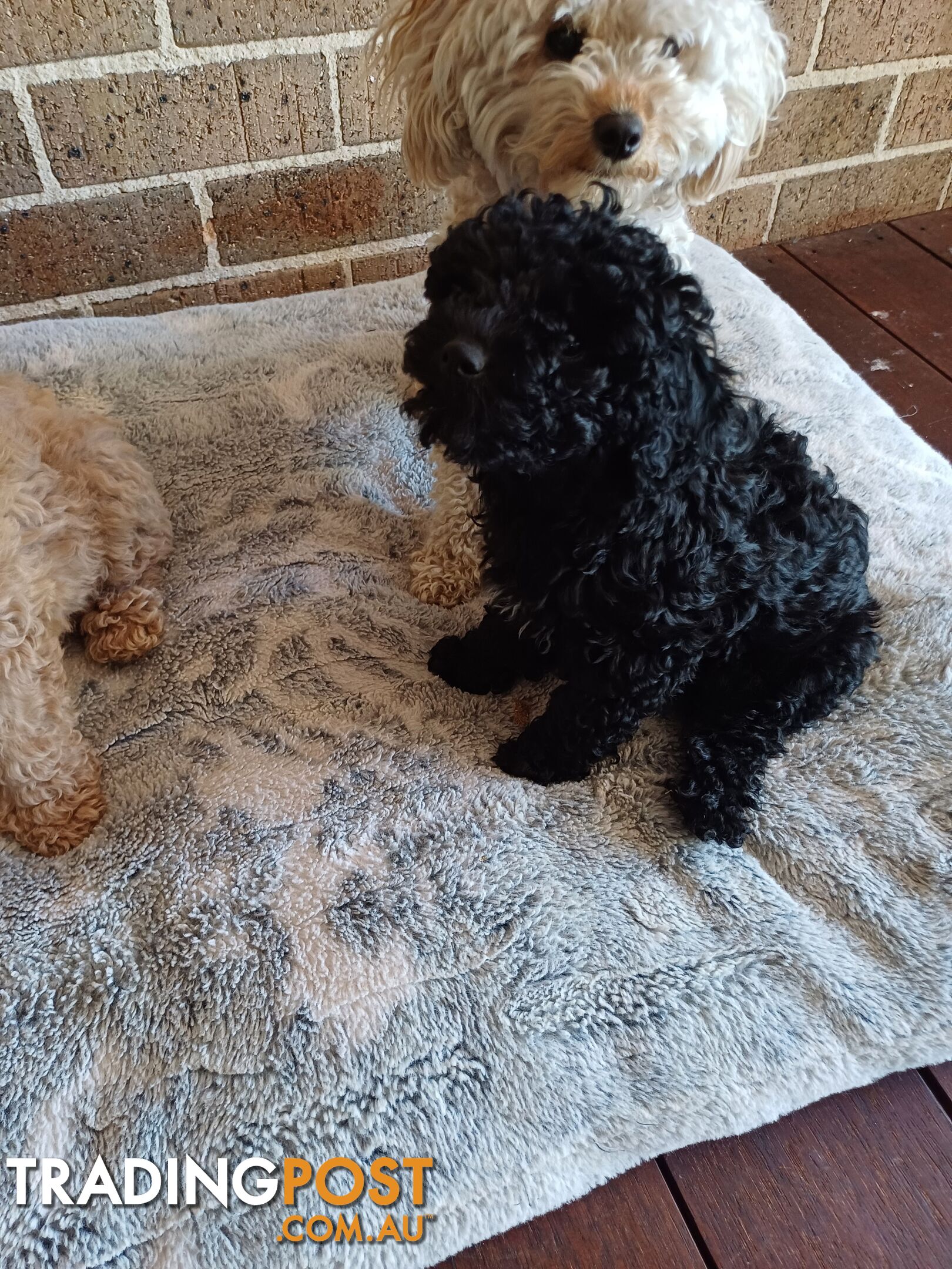 Toy poodle puppies ready for forever homes