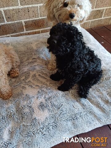 Toy poodle puppies ready for forever homes