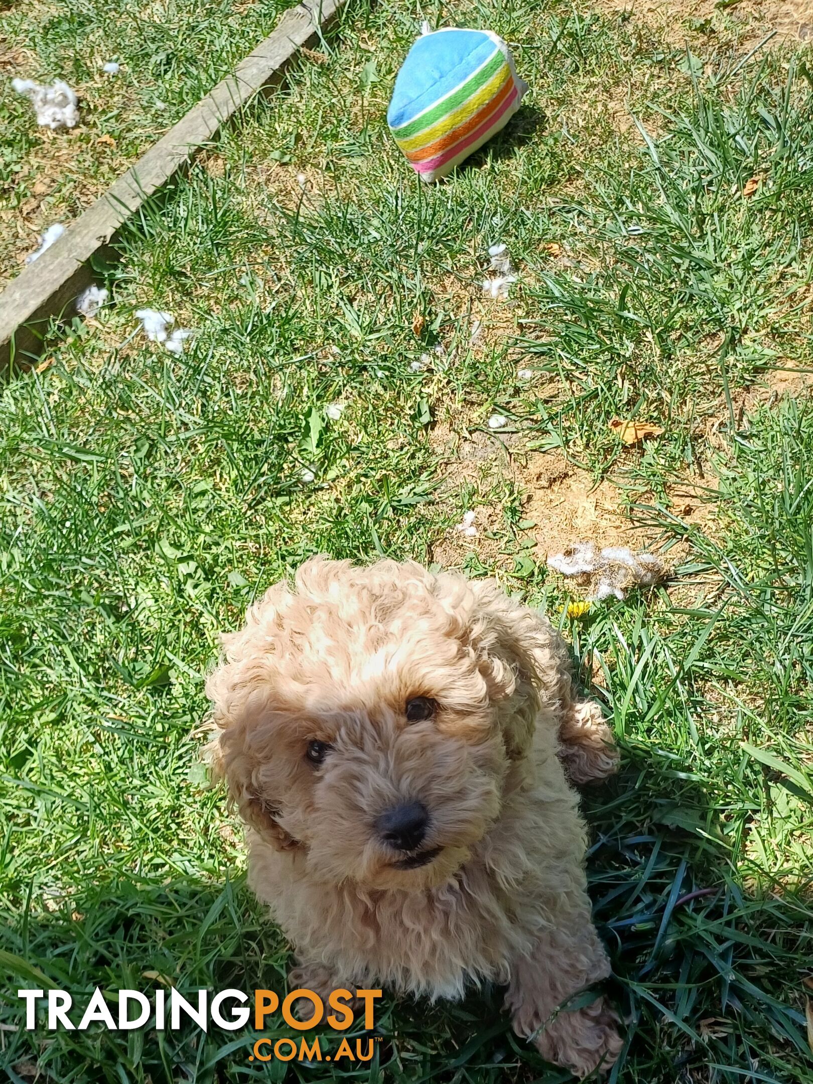 Toy poodle puppies ready for forever homes