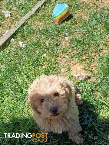 Toy poodle puppies ready for forever homes