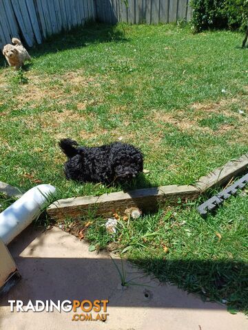 Toy poodle puppies ready for forever homes