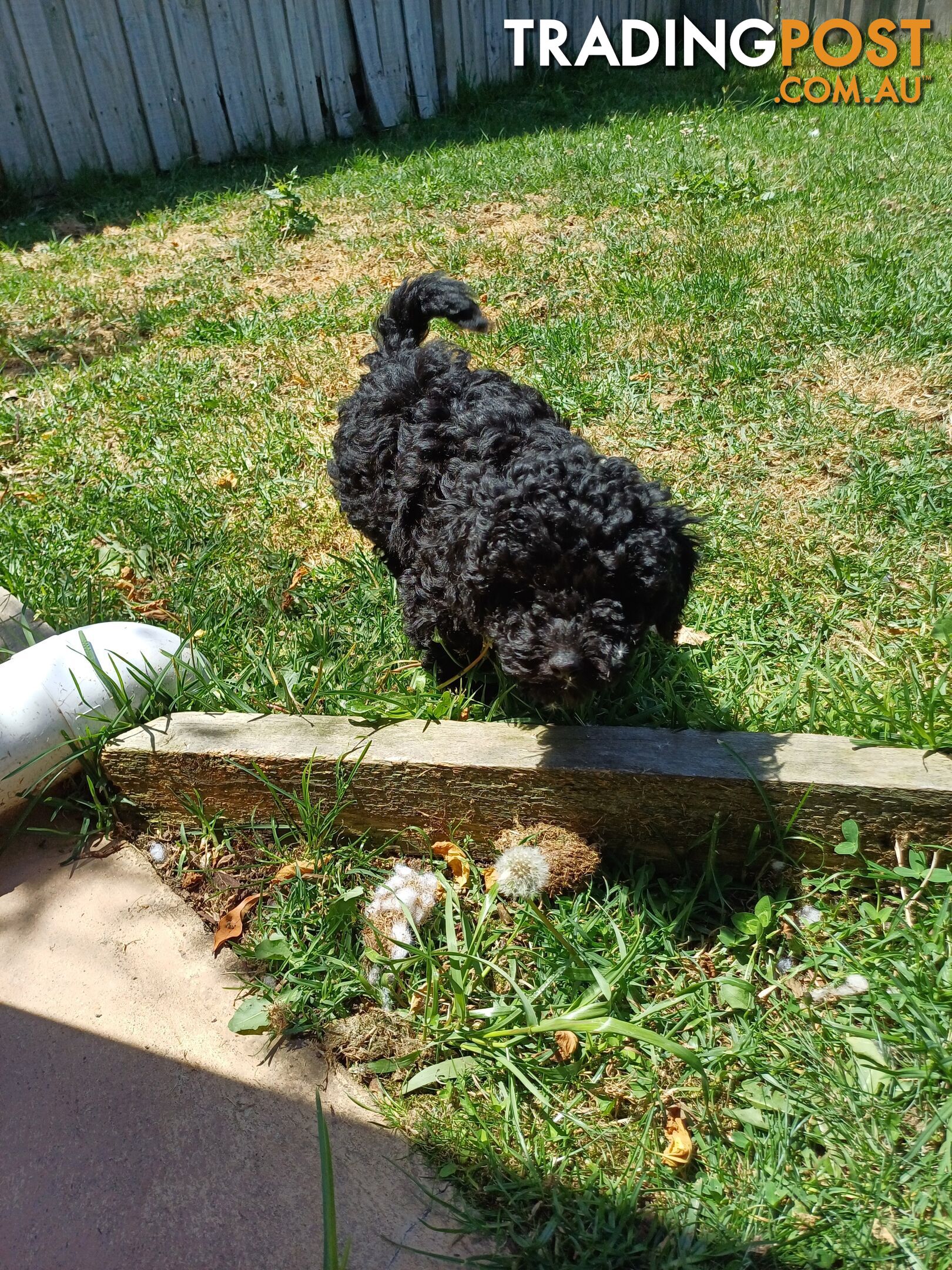 Toy poodle puppies ready for forever homes