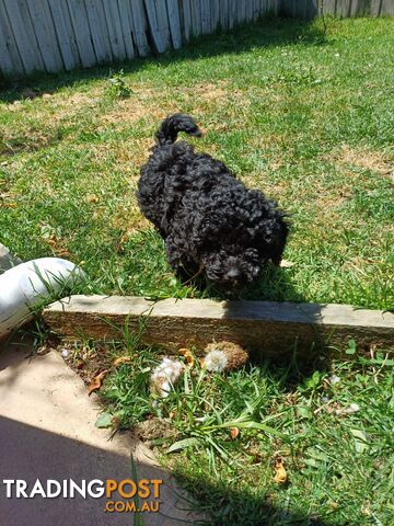 Toy poodle puppies ready for forever homes