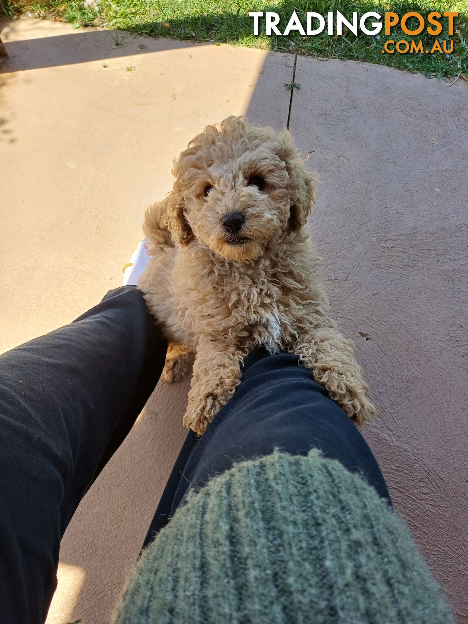 Toy poodle puppies ready for forever homes