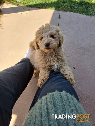 Toy poodle puppies ready for forever homes