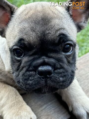 Rare Blue Fawn Purebred French Bulldogs