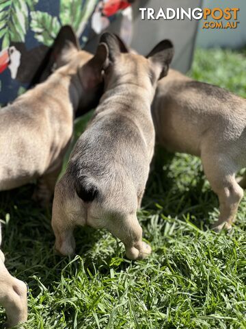 Adorable Purebred French Bulldogs