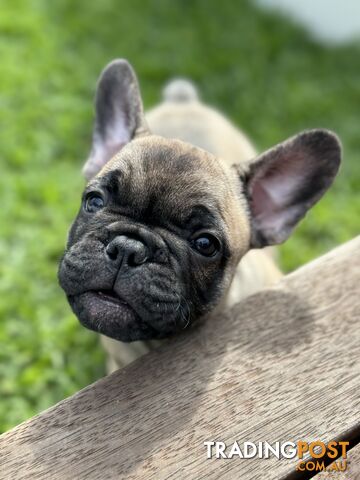 Adorable Purebred French Bulldogs