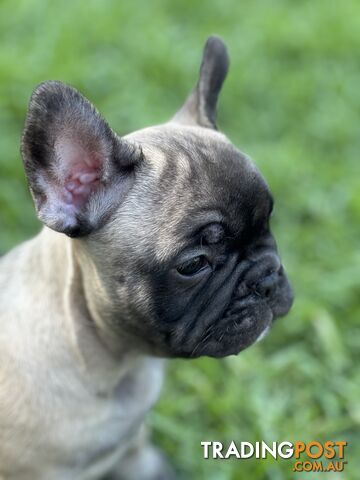 Adorable Purebred French Bulldogs