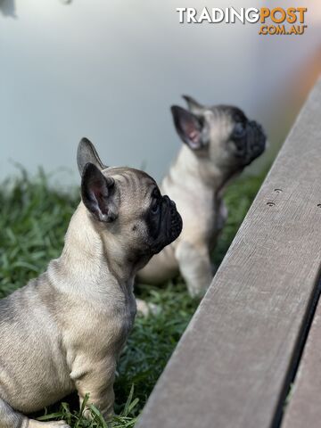 Adorable Purebred French Bulldogs