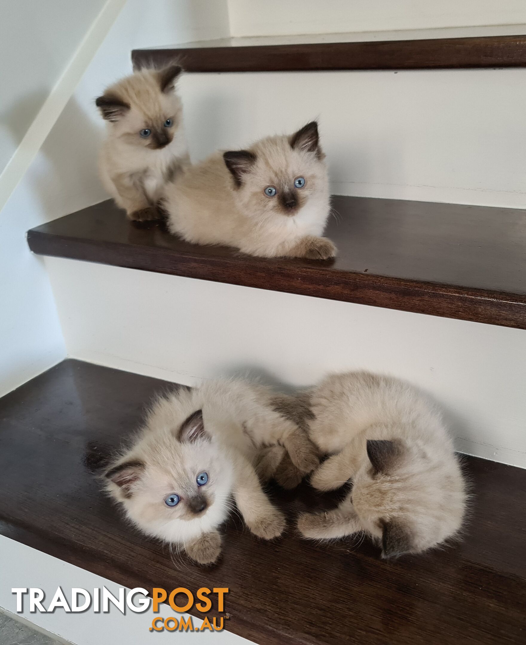 Beautiful Chocolate Point Ragdoll Kittens