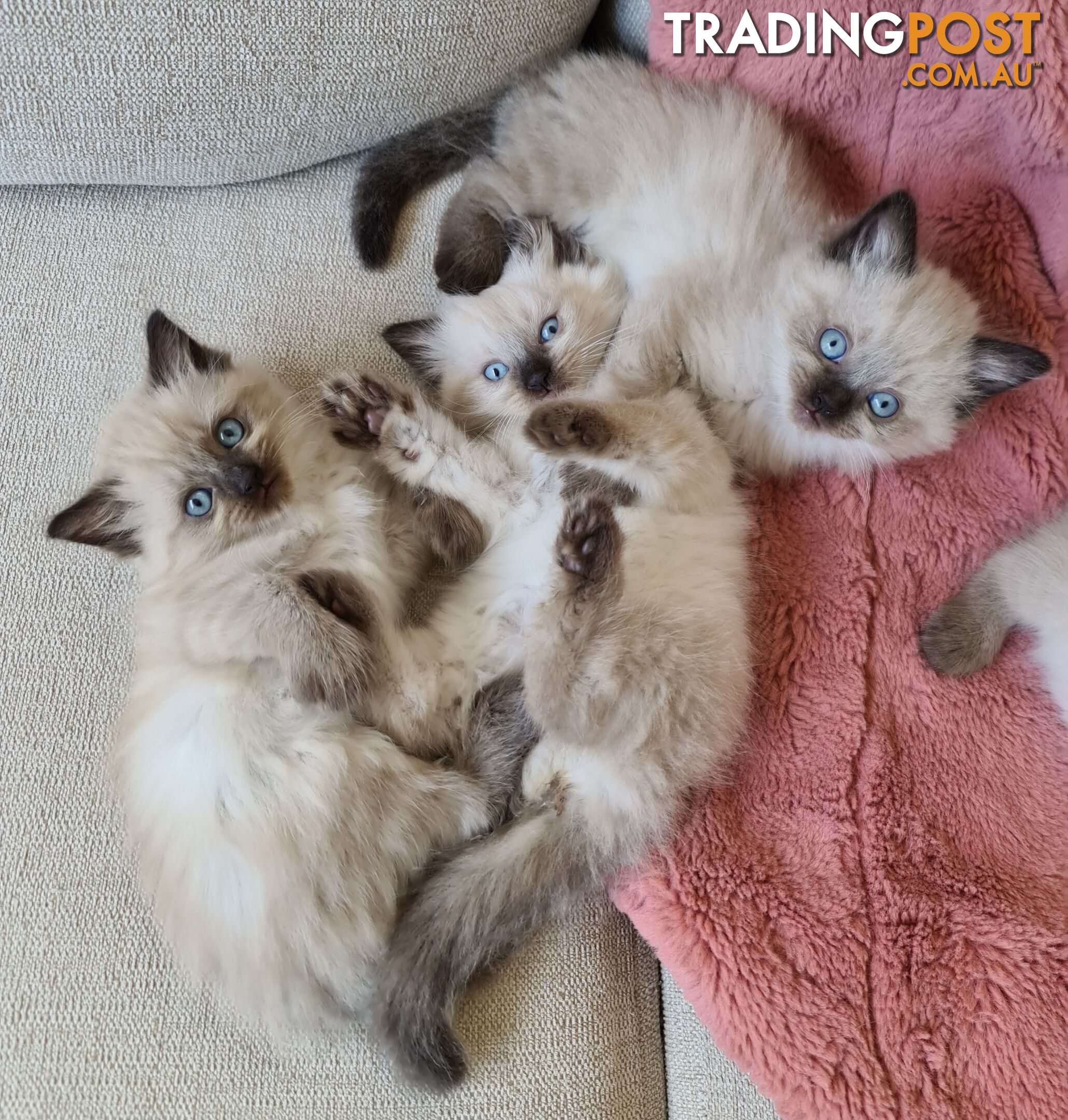 Beautiful Chocolate Point Ragdoll Kittens