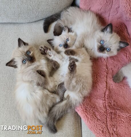 Beautiful Chocolate Point Ragdoll Kittens