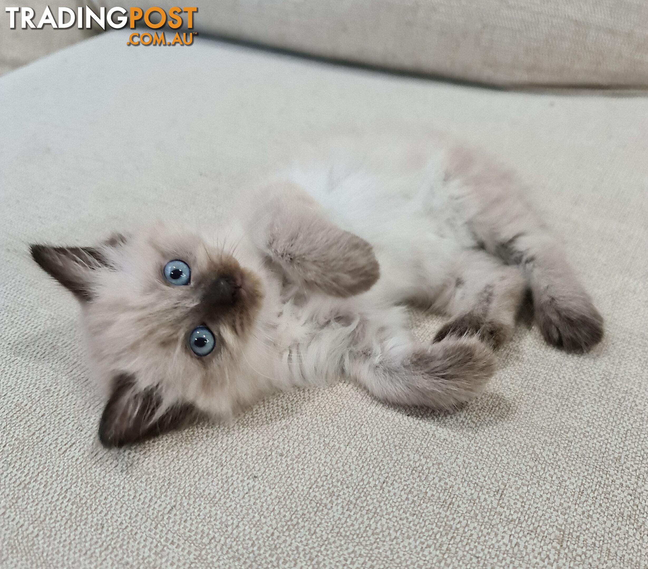 Beautiful Chocolate Point Ragdoll Kittens