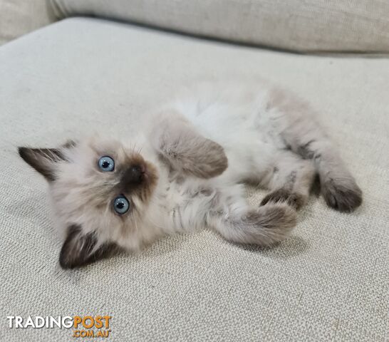 Beautiful Chocolate Point Ragdoll Kittens