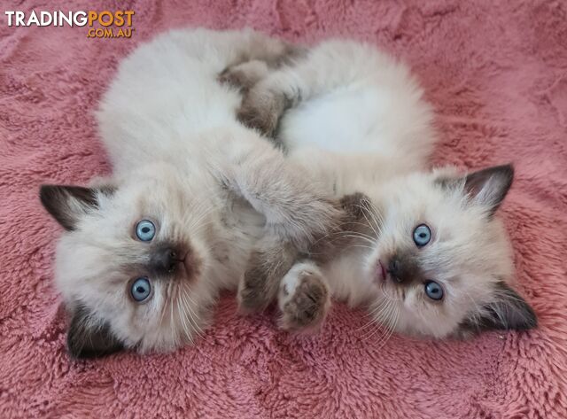 Beautiful Chocolate Point Ragdoll Kittens