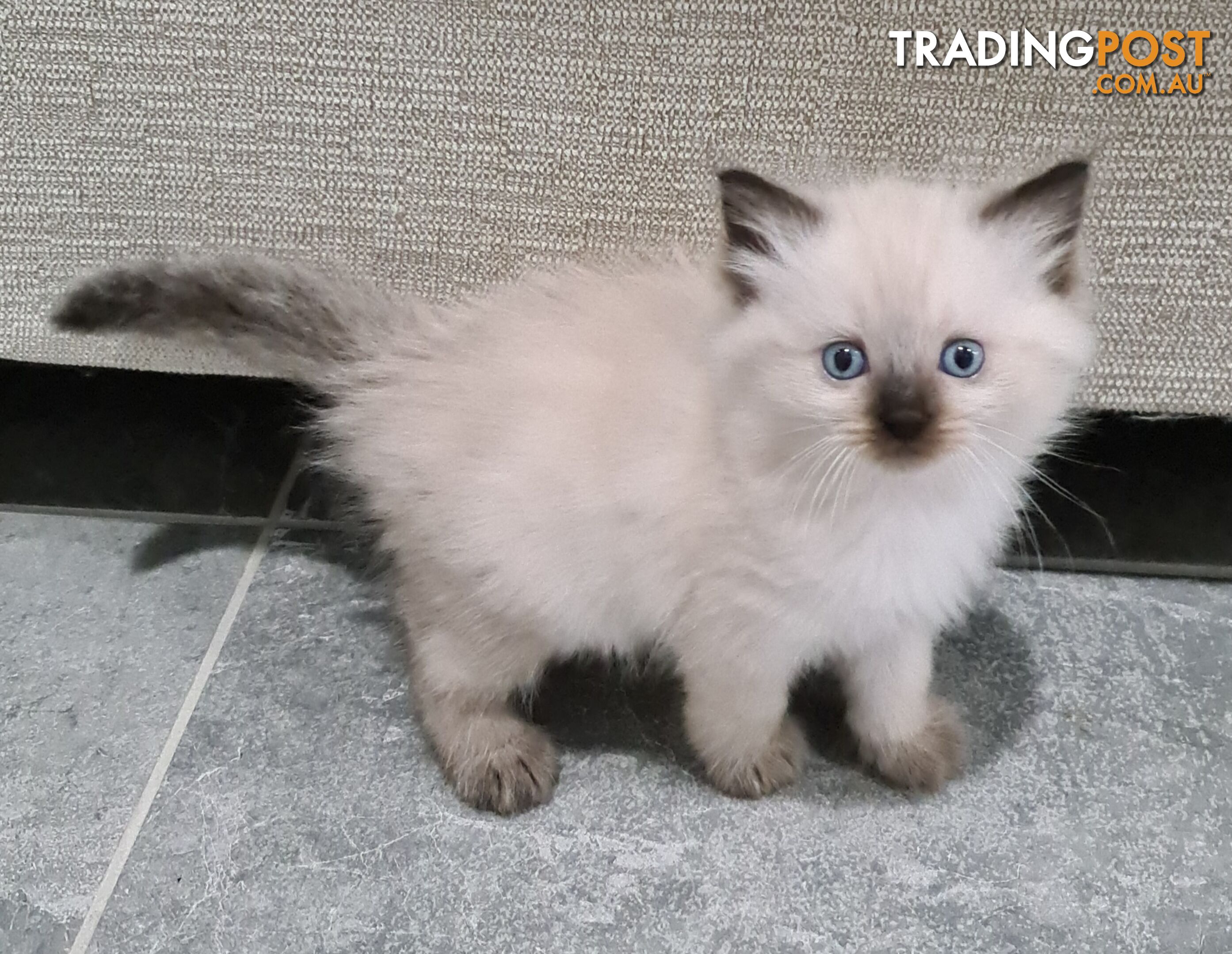 Beautiful Chocolate Point Ragdoll Kittens