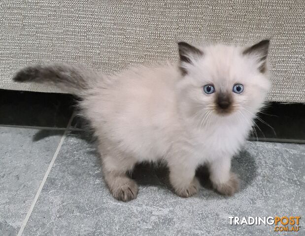 Beautiful Chocolate Point Ragdoll Kittens