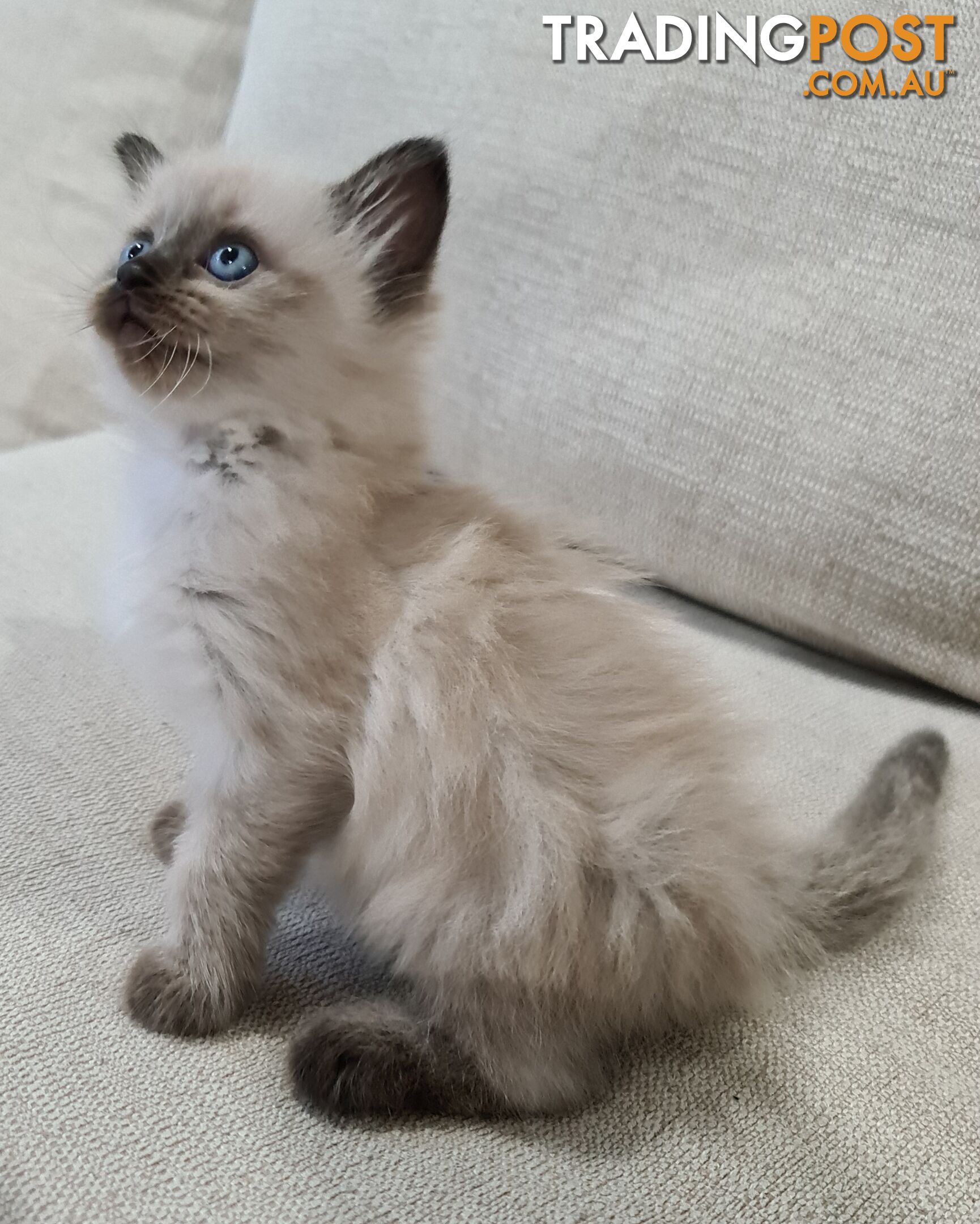 Beautiful Chocolate Point Ragdoll Kittens